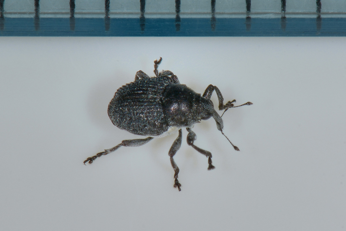 Curculionidae:  Zacladus sp?  S, Zacladus exiguus